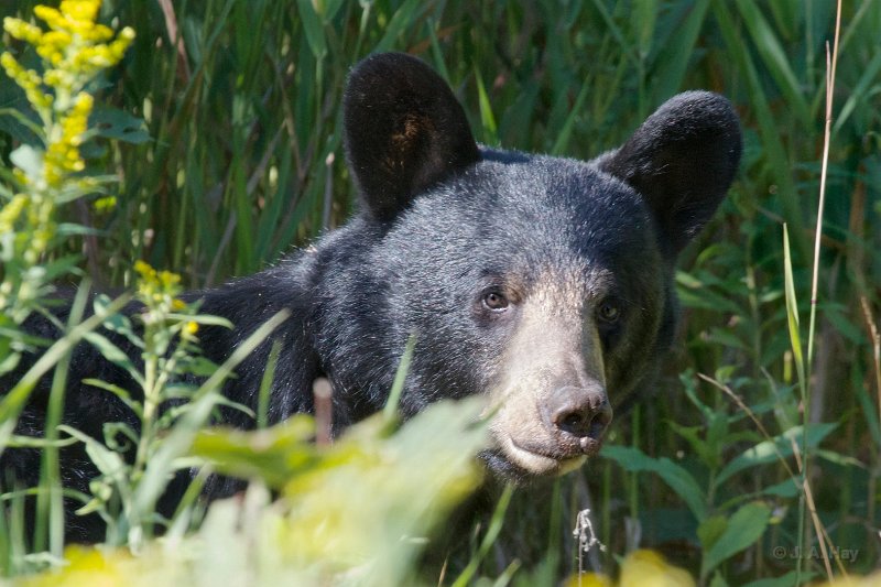  H1P4257rev - Version 7